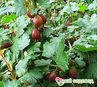 Крыжовник Нова: купить в Тулуне - цена 225₽ за 1 шт. - Доставка Почтой